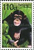 Chimpanzee (Pan troglodytes)