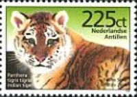 Bengal Tiger (Panthera tigris tigris)