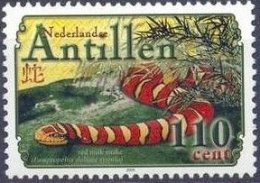 Red Milk Snake (Lampropeltis triangula)
