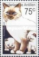 Bluepoint Burmese (Felis silvestris catus)