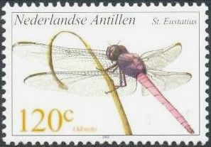 Dragonfly (Odonata sp.)