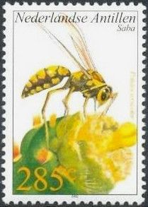 Variegated Paper Wasp (Polistes versicolor)