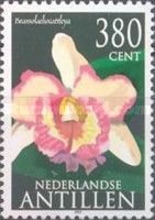 Brassolaeliocattleya sp.