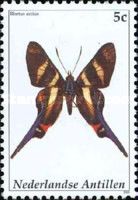 Sword-tailed Doctor (Rhetus arcius)