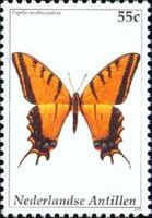 Two-tailed Tiger Swallowtail (Papilio multicaudata)