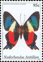 Ancyluris formosissima venerabilis
