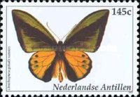Goliath Birdwing (Ornithoptera goliath ssp. samson)