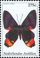 Ancyluris colubra