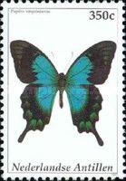 Sea Green Swallowtail (Papilio lorquinianus)