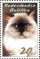 Sealpoint Persian (Felis silvestris catus)