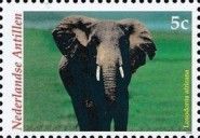 African Elephant (Loxodonta africana)