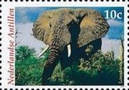 African Elephant (Loxodonta africana)