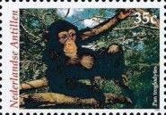 Chimpanzee (Pan troglodytes)