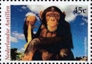 Chimpanzee (Pan troglodytes)
