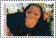 Chimpanzee (Pan troglodytes)