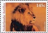 Lion (Panthera leo)