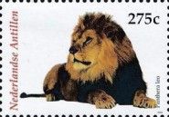 Lion (Panthera leo)