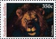 Lion (Panthera leo)