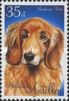 Long-haired Dachshund (Canis lupus familiaris)