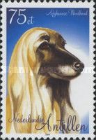 Afghan Hound (Canis lupus familiaris)