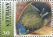 French Angelfish (Pomacanthus paru)