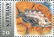 Yellowmouth Grouper (Mycteroperca interstitialis)
