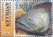 Atlantic Goliath Grouper (Epinephelus itajara)