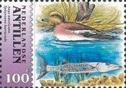 American Wigeon (Anas americana), Great Barracuda (Sphyraena