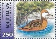 White-cheeked Pintail (Anas bahamensis)