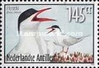 Common Tern (Sterna hirundo)