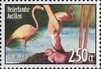 American Flamingo (Phoenicopterus ruber)