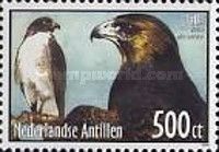 White-tailed Hawk (Buteo albicaudatus)
