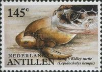 Kemp’s Ridley Sea Turtle (Lepidochelys kempii)