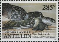 Olive Ridley Sea Turtle (Lepidochelys olivacea)