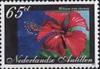 Hibiscus rosa sinensis