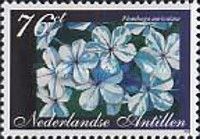 Plumbago auriculata
