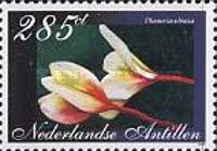 Plumeria obtusa