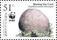 Blushing Star Coral (Stephanocoenia intersepta)