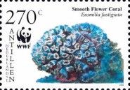 Smooth Flower Coral (Eusmilia fastigiata)