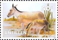 Turkmen Khulan (Equus hemionus kulan)