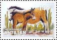 Donkey (Equus asinus asinus)