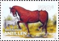 Hanoverian and Arabian Horse (Equus ferus caballus)