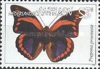 Prepona Butterfly (Prepona praeneste)