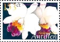 Brassolaeliocattleya Susan Harry