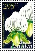 Paphiopedilum Streathamense Wedgewood
