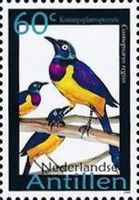 Golden-breasted Starling (Cosmopsarus regius)