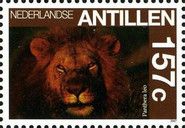 Lion (Panthera leo)