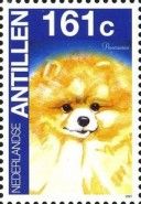 Pomeranian (Canis lupus familiaris)