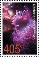 Sea anemones.