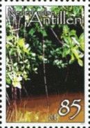 Swamp